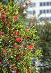 Australian native red bottle brush tree in city