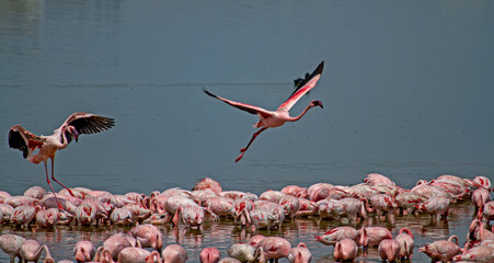Pink flamingos in the water at Porbandar, Gujarat, India