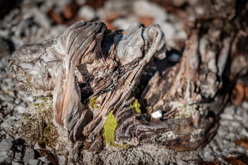 Wood abstracts in nature