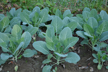 bunch the ripe green cabbage plant seedlings in the garden.