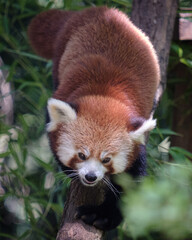 Obraz premium Red panda going down the branch