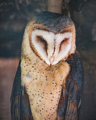 Owl portrait