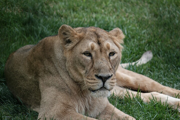 Fototapeta na wymiar Lioness resting after meal in ZOO Ljubljana