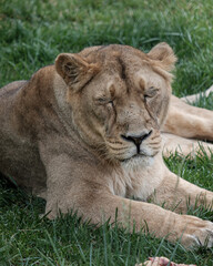 Fototapeta premium Lioness resting after meal in ZOO Ljubljana