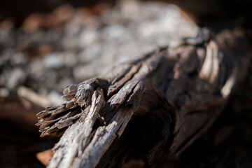 Wood abstracts in nature