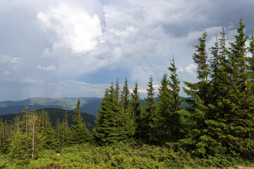 Beautiful coniferous forest, mountains and beautiful clouds in the background.