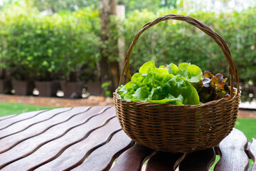 organic fresh green lettuce in the basket on table