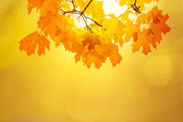 Tree branches with yellow maple leaves. Autumn fall concept background.