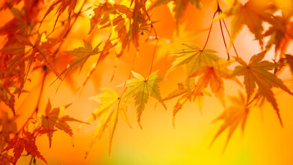 Naklejka na ściany i meble autumn leaves in the sun