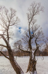 Trees in winter city Park