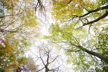 leaves against blue sky and colorful tree tops in autumn