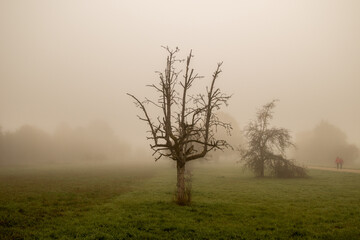 Obraz premium tree in fog