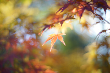Japanese Maple Leaves