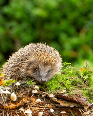 Hedgehog, Scientific name: Erinaceus Europaeus, wild, free roaming hedgehog, taken from wildlife garden hide to monitor health and population of this favourite but declining mammal, space for copy	