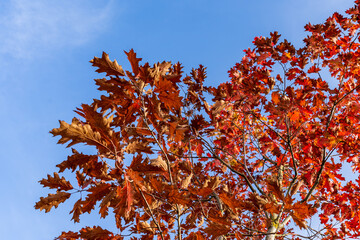 Red and yellow leaves on a maple tree in the bright sun in autumn and blue sky