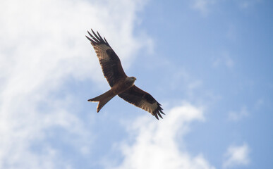 Red kite flying free.
