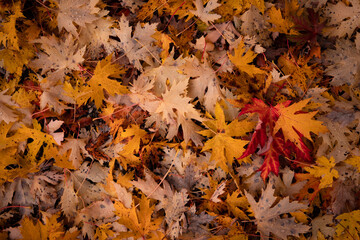 Tapis de feuilles de forêt tombées d'automne (Photo horizontale) - Fond d'écran