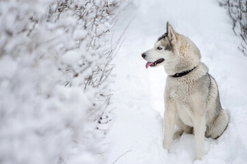Husky dog ​​sitting in the snow.