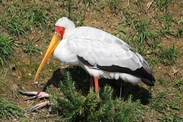 Yellow-billed stork in the nature © Ricochet64