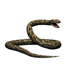 Wild animals - python - isolated on white background - 3D illustration