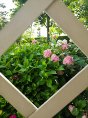 Fototapeta Widok z okna altanki na różowo kwitnące hortensje w ogrodzie.  obraz