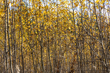 Horizontal photo of a group of young aspen trees with yellow foliage is against the blurred background in the forest in autumn