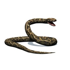 Wild animals - python with shadow on the floor - isolated on white background - 3D illustration
