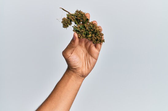 Hand of hispanic man holding marijuana bud cannabis over isolated white background.