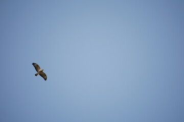 Buzzard in flight with wings outstretched