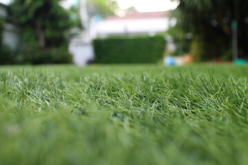 grass on the lawn
