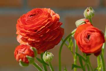 Buttercup Bush with several bright red flowers