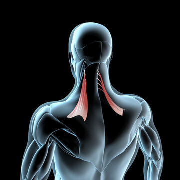 3d Illustration of the Levator Scapulae Muscles on Xray Musculature