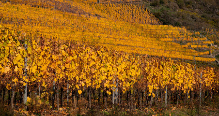 Obraz premium Weinberge im Herbst an der Mosel