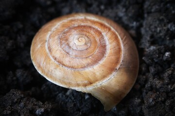 Snail shell on ground level macro photo