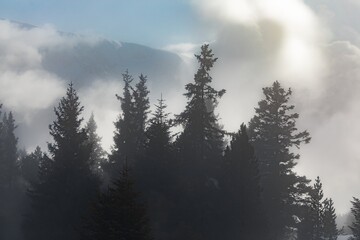 Mist covered trees in the mountains