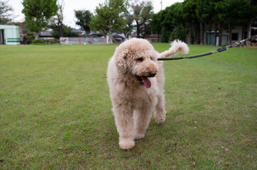 散歩中の犬（ラブラドゥードル）