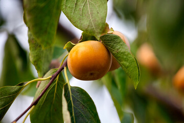 Persimmon tree with many persimmons in autumn. Persimmons that are ripened on the branches