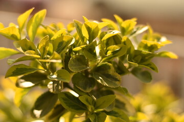 natura