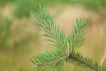 pine young green branch with needles on a blurred background of small pines with blurry background, used as a background or texture, soft focus