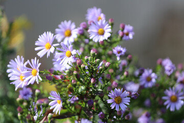 Fototapeta premium Light Blue Asters