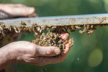 Honey bees on beekeepers hand