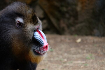The mandrill is a primate of the Old World monkey family.