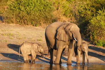 Fototapeta premium A herd of African elephants at the Chobe River