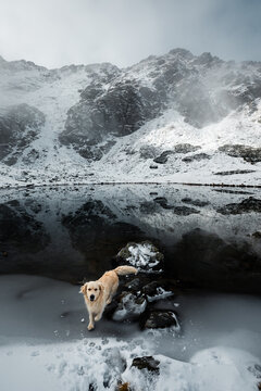 Golden Retriever in a mountain landscape in winter time