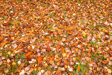 Fallen leaves on the ground. Fall leaves background.