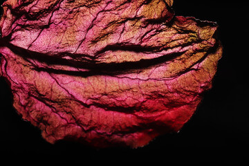 Dry Leaf Texture Abstract Background