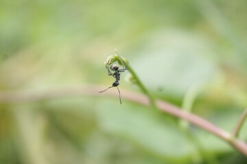 Black ant . Close up One red ant on green leaf and leaf background