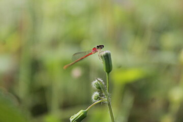 Red Dragonfly, Outdoor, Macro, Natural, Beautiful, Wallpaper .