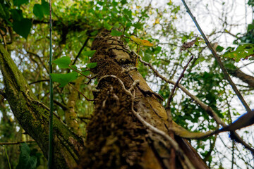 tree in the garden