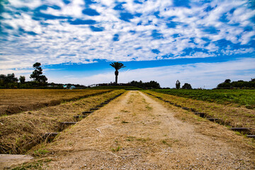 Fototapeta premium country road in region
